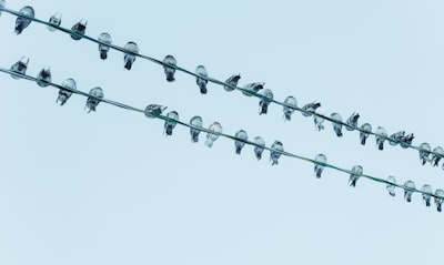 gray scale photo of flock of birds perched on wire