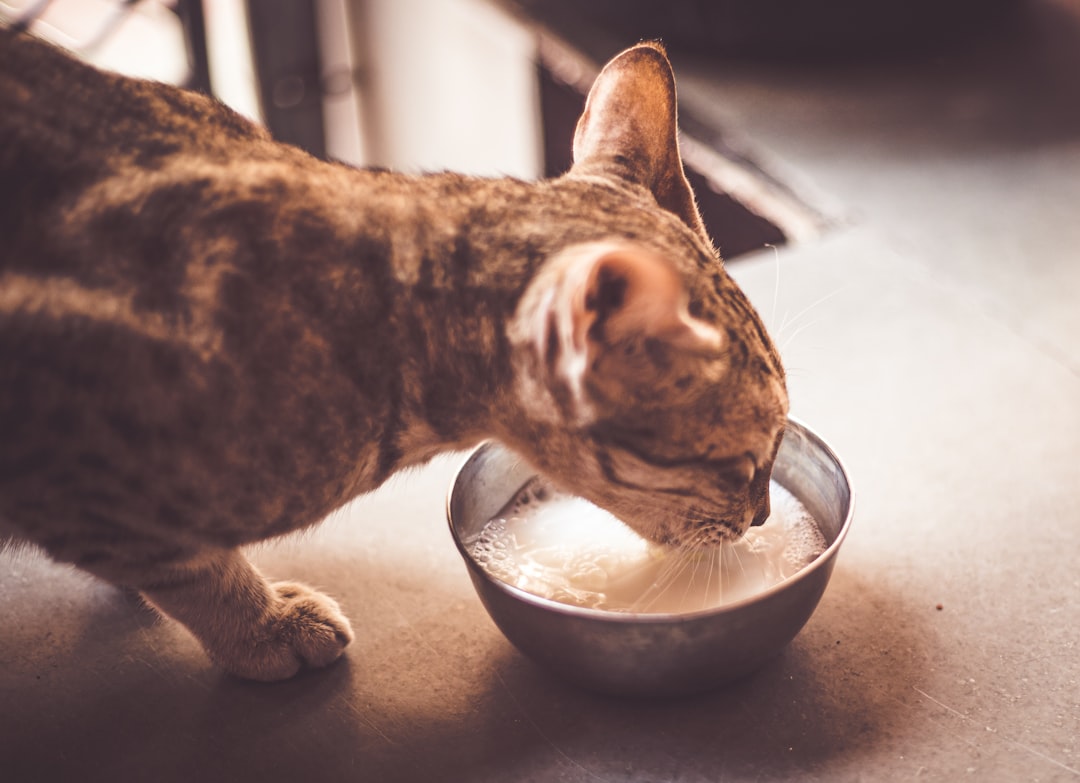 brown tabby cat on stainless steel bowl