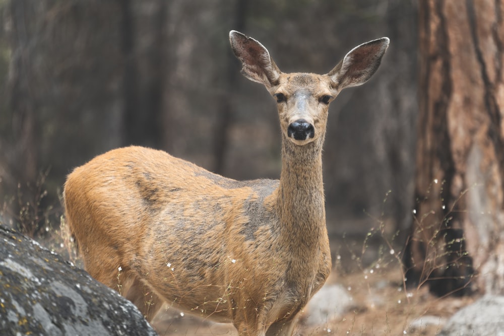 brown deer on snow covered ground during daytime