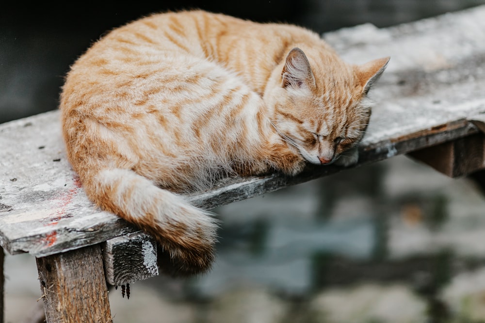 orange tabby cat on brown wooden log