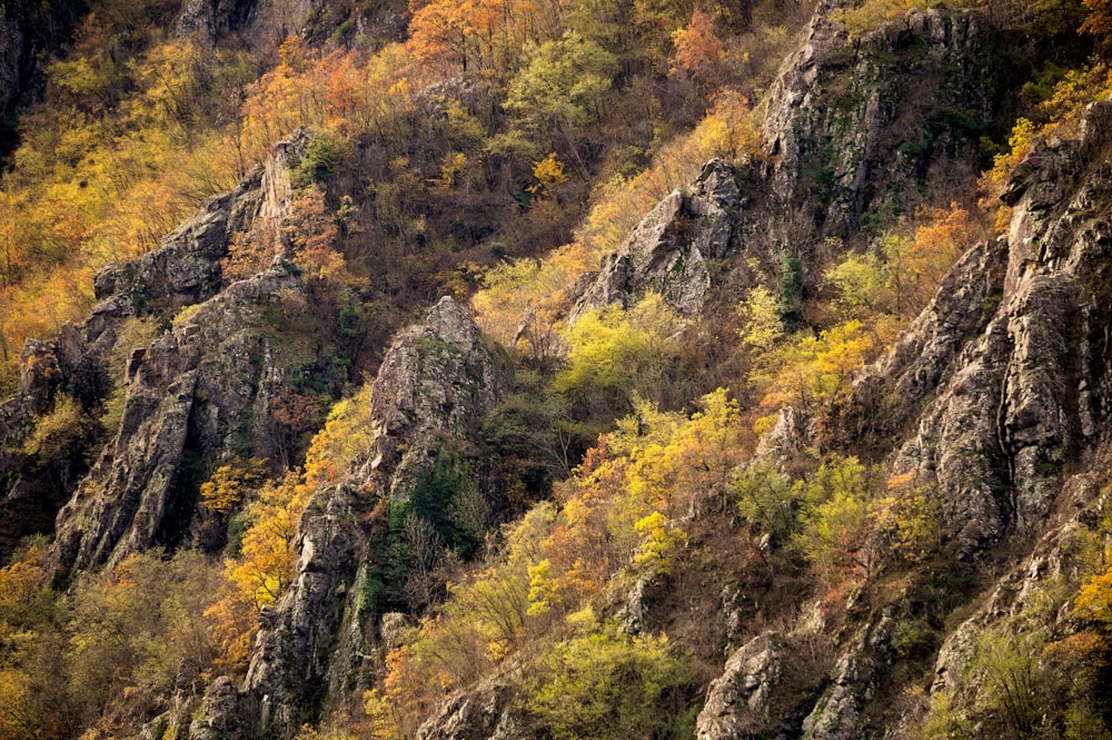 green and yellow trees on mountain