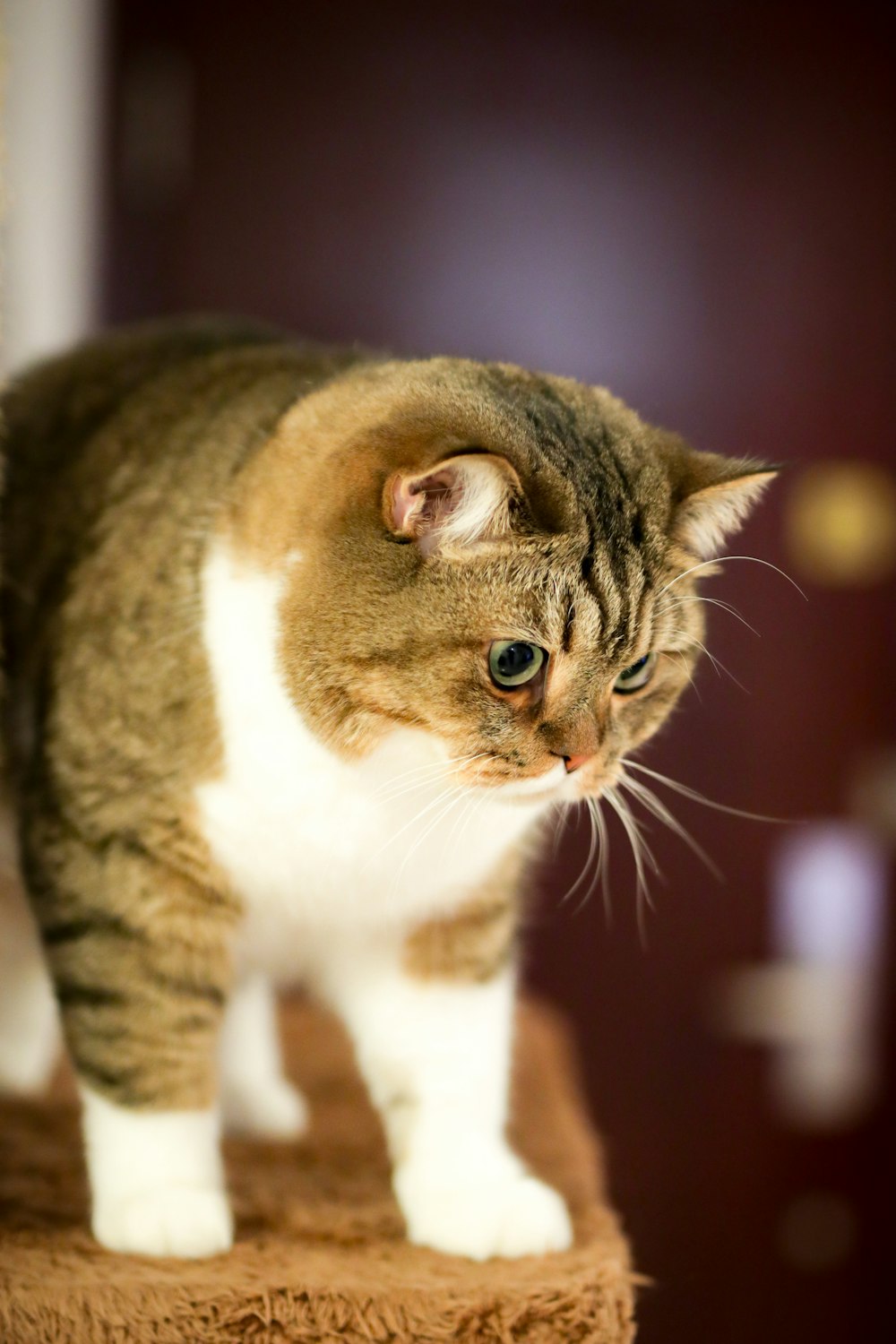 brown and white tabby cat