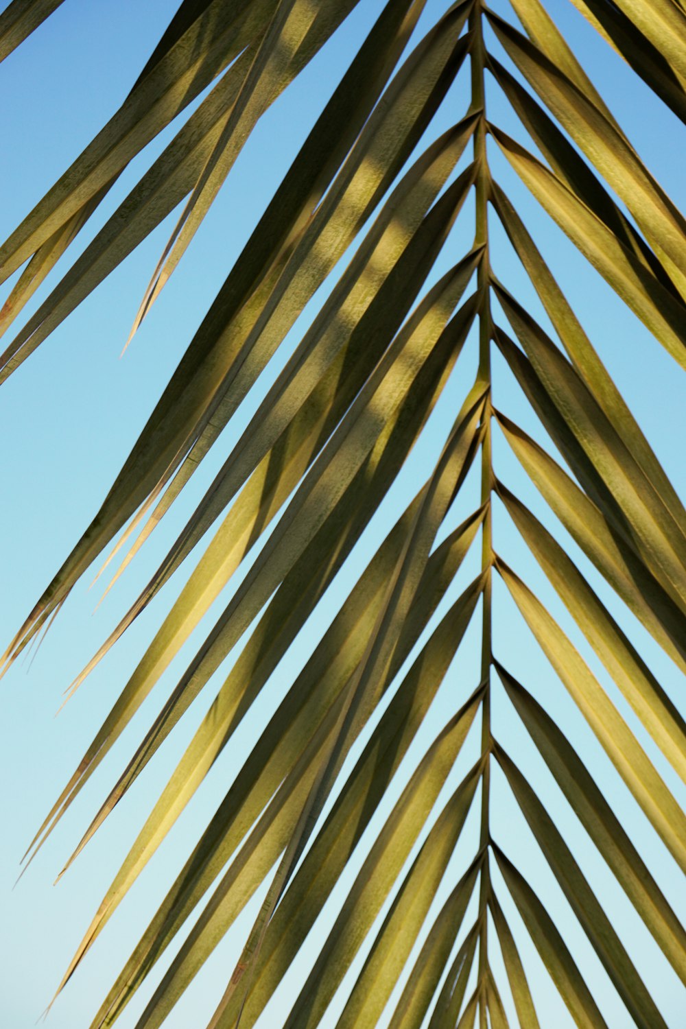 brown palm tree under blue sky during daytime