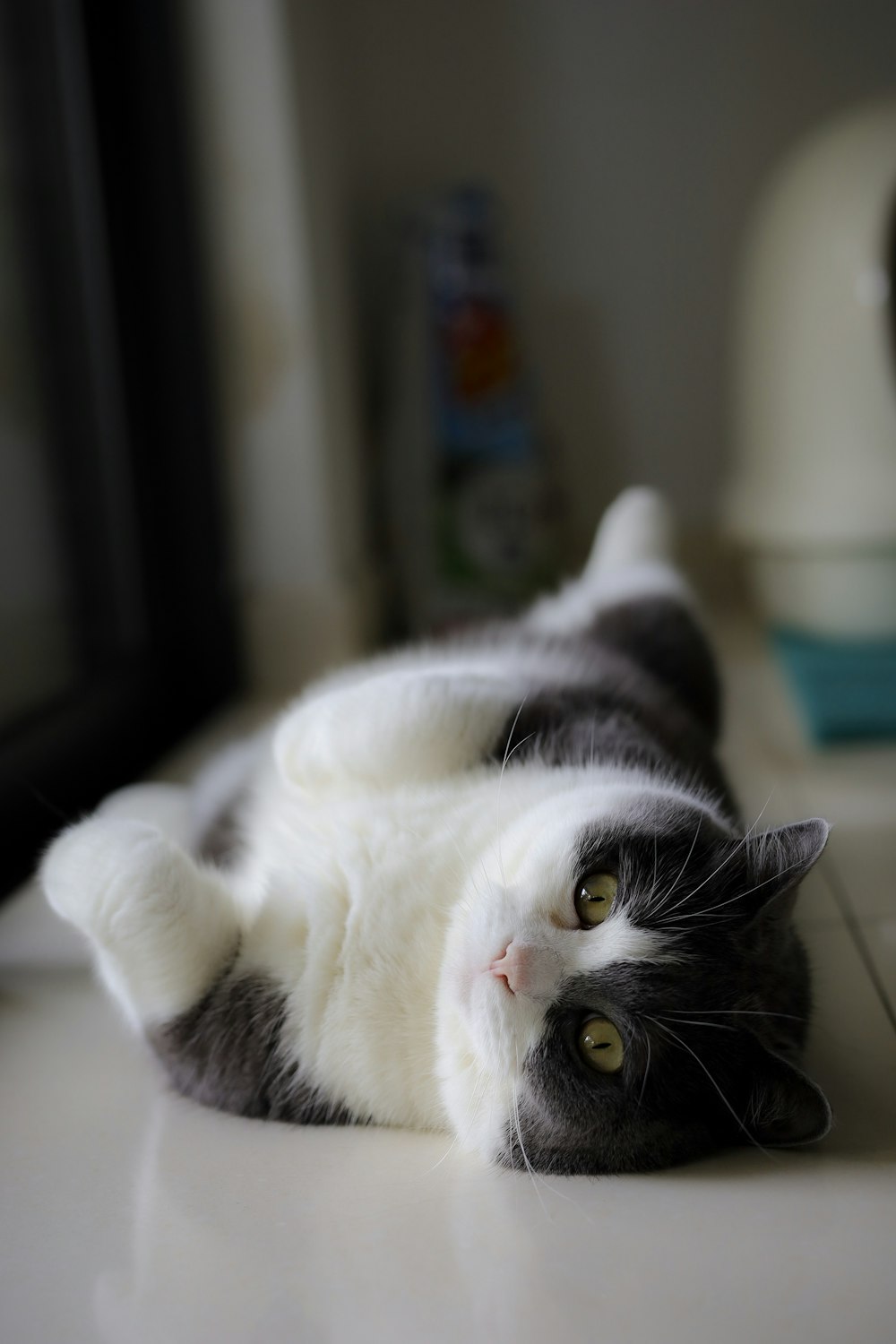 white and black cat lying on green textile