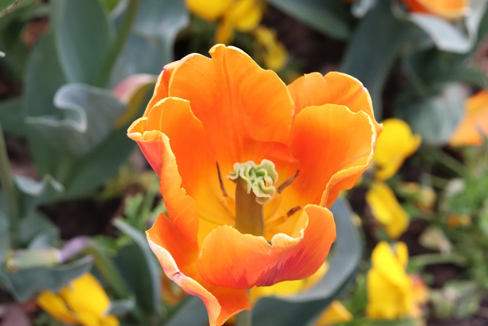 orange flower in macro shot