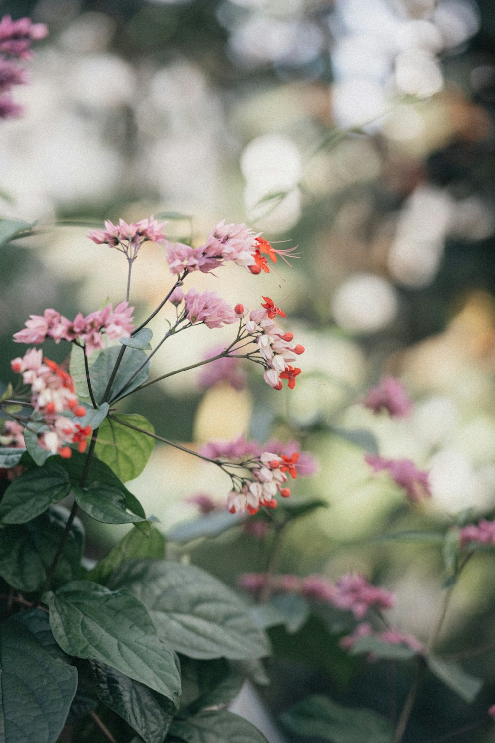 pink flowers in tilt shift lens