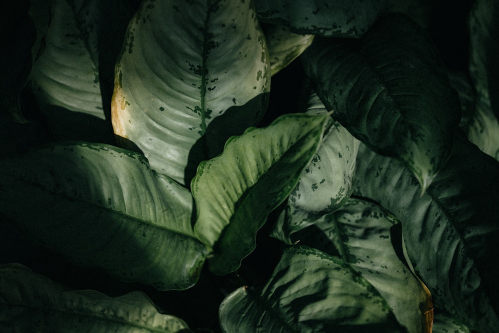 green and white leaf plant