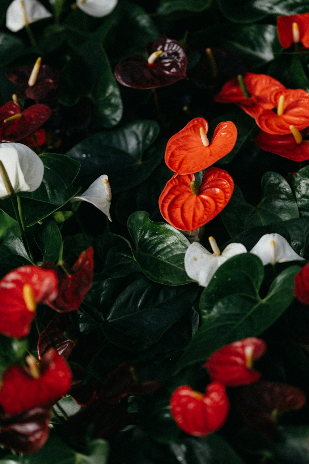 red and white flowers with green leaves