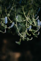A calm moment of meditation outdoors, framed by delicate vines and soft blue tones.