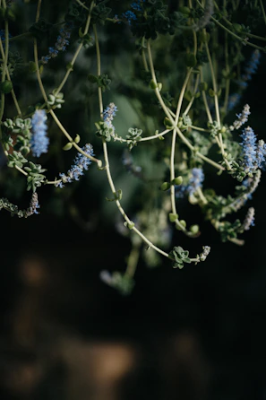A calm moment of meditation outdoors, framed by delicate vines and soft blue tones.