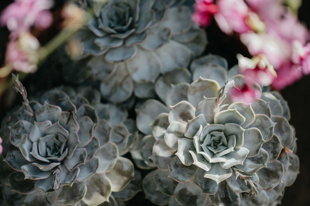 white and pink flowers in tilt shift lens