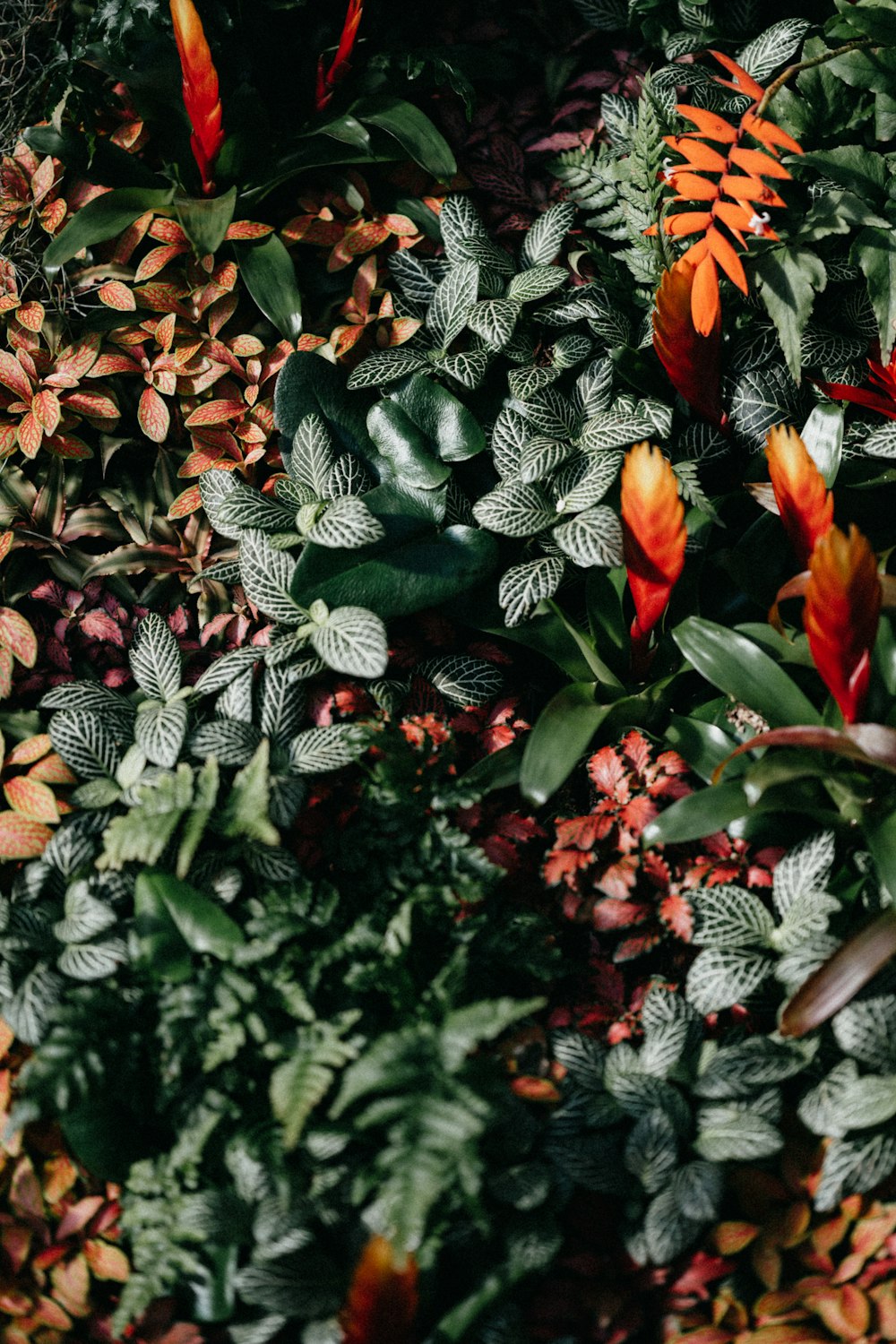 red and green leaves plant