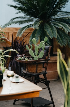An indoor setting with a variety of green plants, including a large palm and a cactus in a basket placed on a wooden chair. In the foreground, there is a wooden table with a few small items, possibly plates and cups, and more plants. The background features wooden paneling and other potted plants.