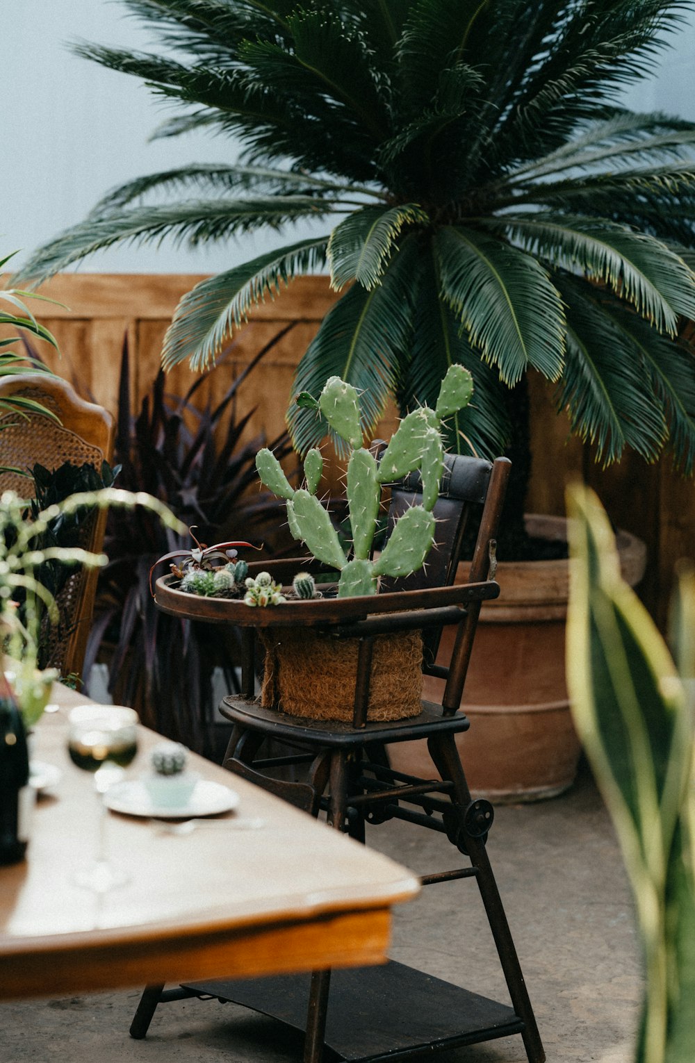 green plant on brown wooden table