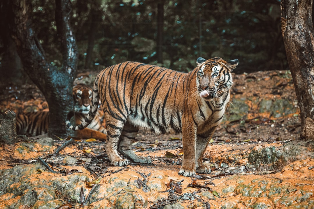 tiger walking on brown ground during daytime