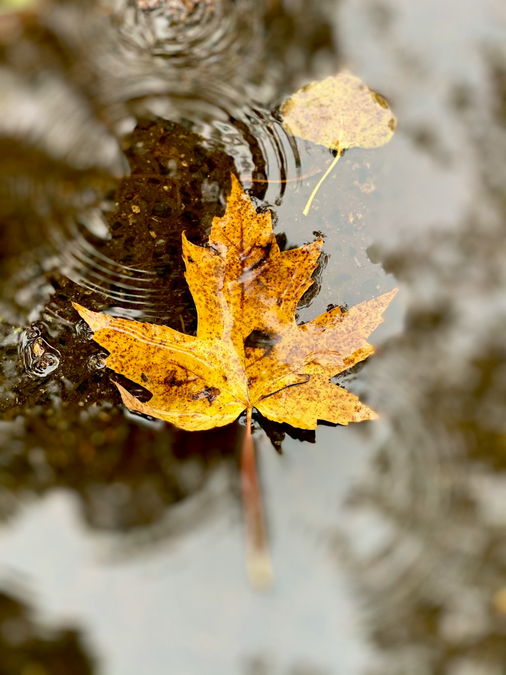 brown maple leaf on water