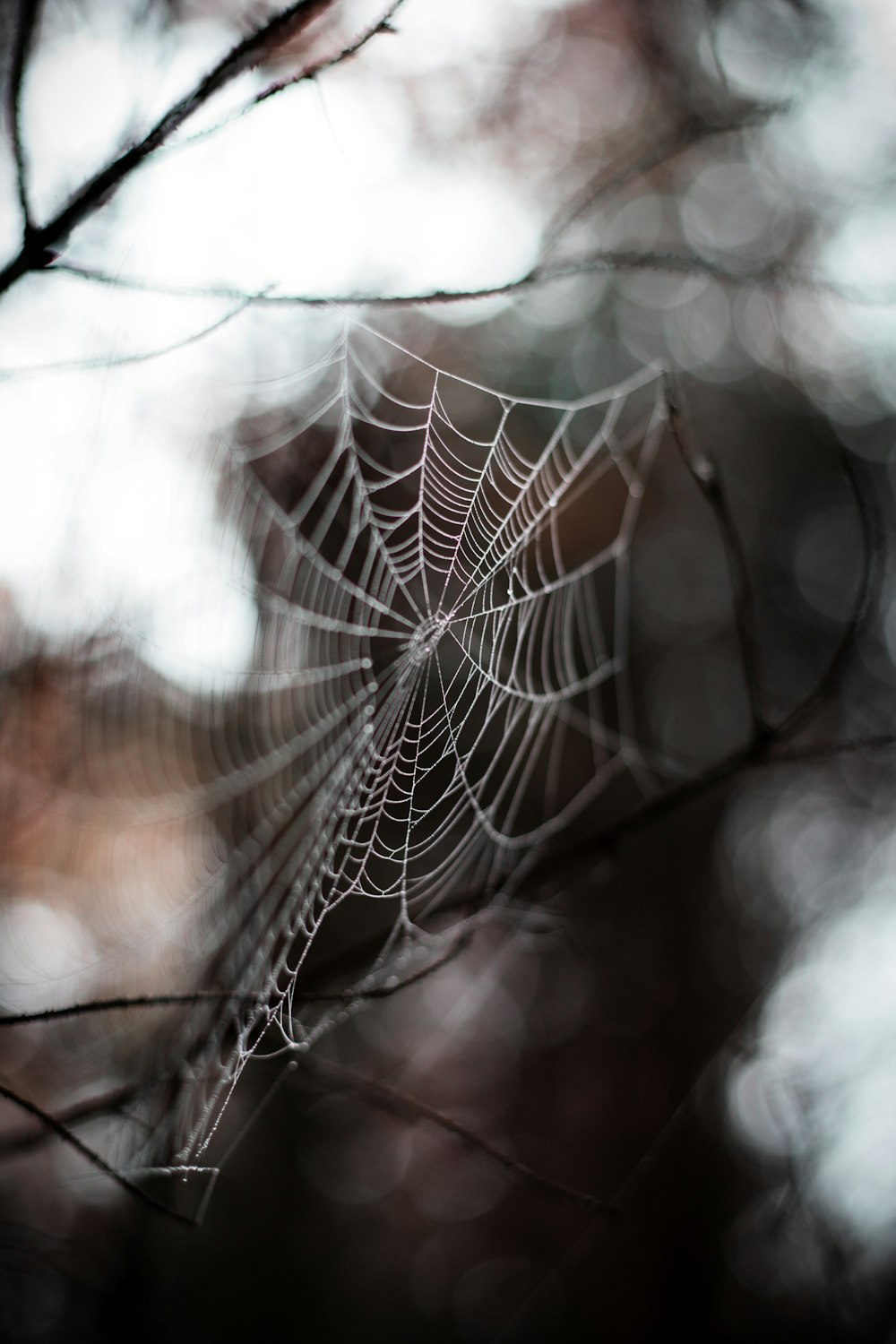 a spider web hanging from a tree branch