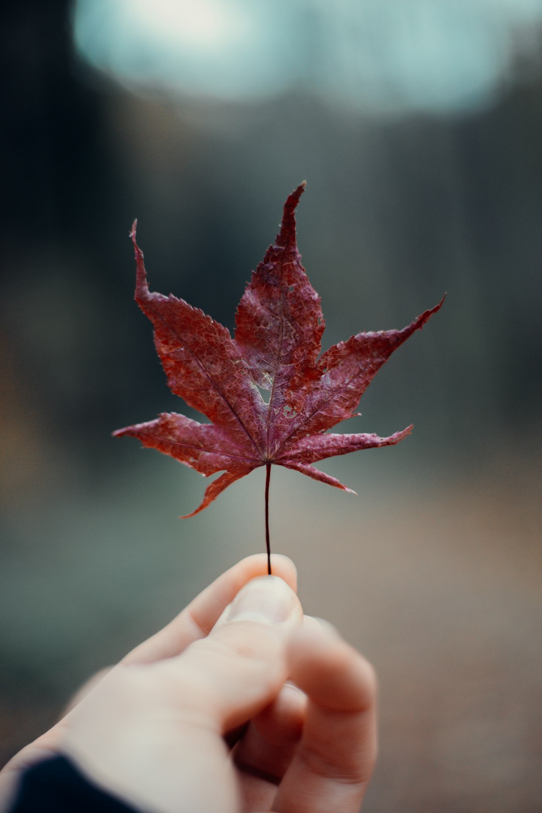 red maple leaf on persons hand
