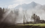 Wide shot of a misty forest with sunlight filtering through tall trees.