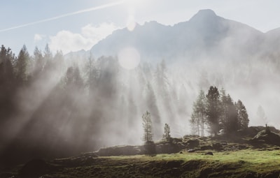 Wide shot of a misty forest with sunlight filtering through tall trees.