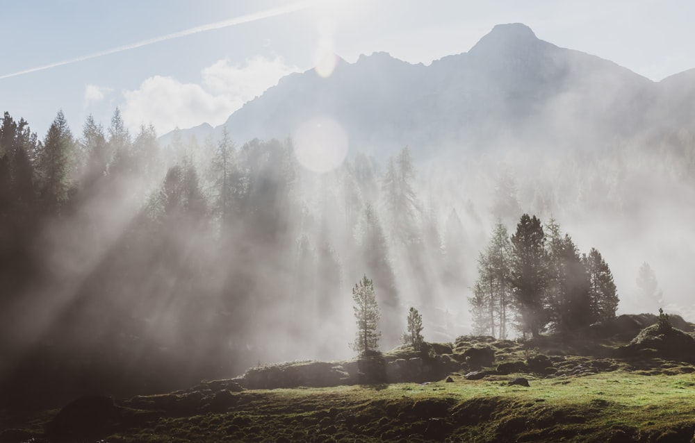 green grass field with fog during daytime