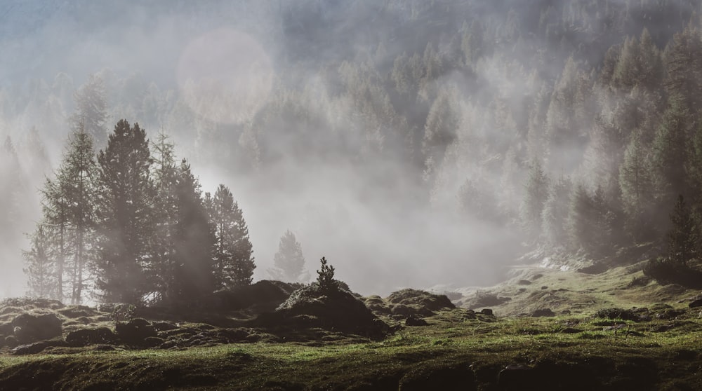 green grass field with fog