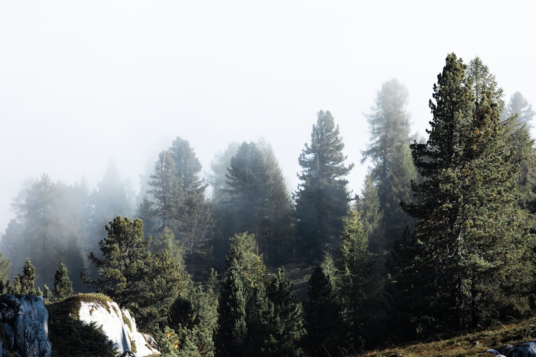 green pine trees under white sky during daytime