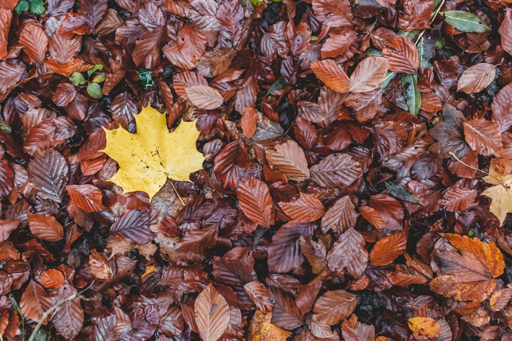 dried leaves on the ground