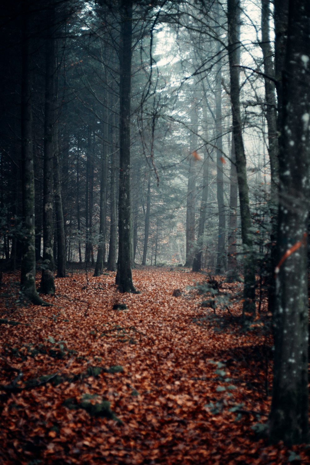 brown leaves on ground with trees