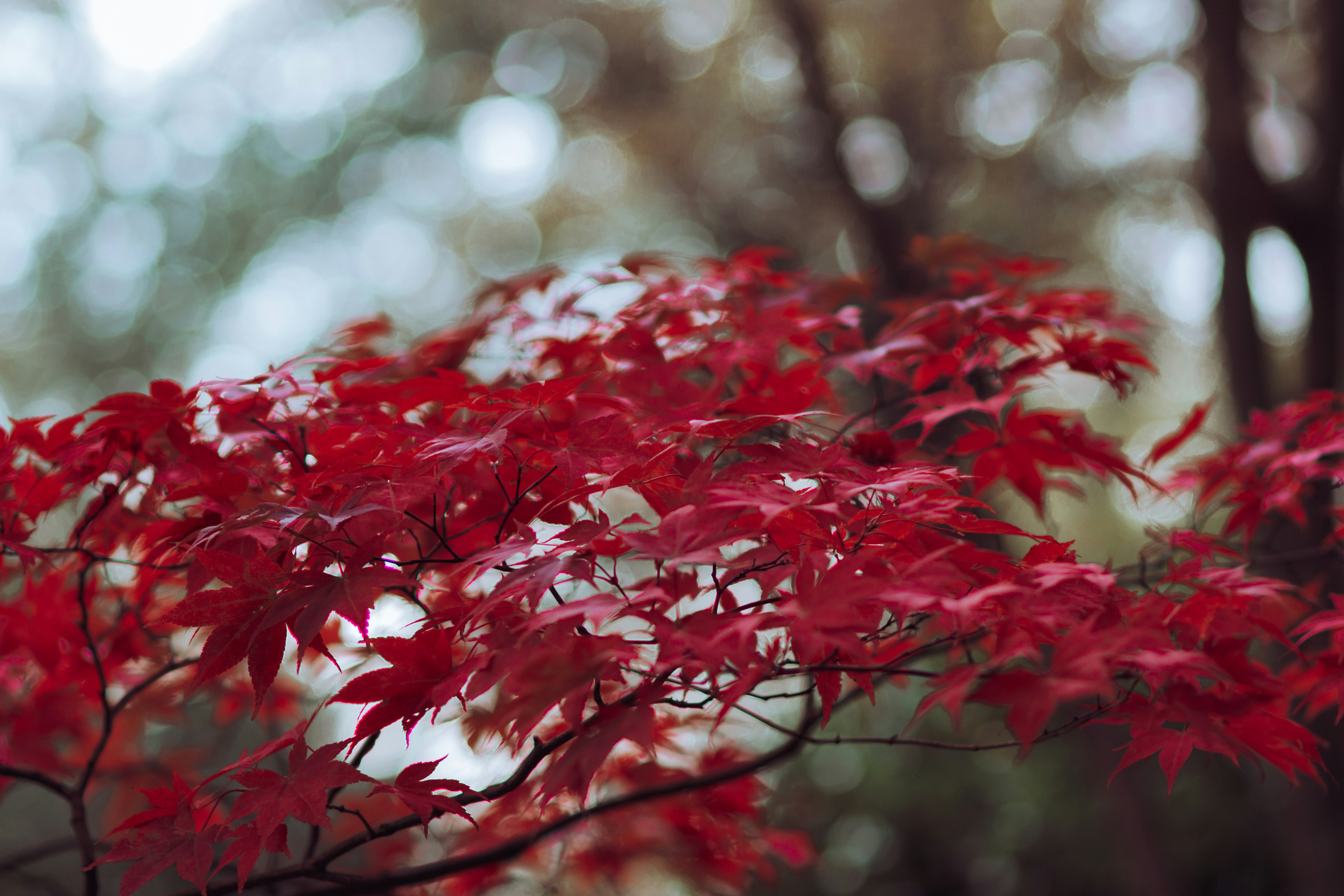 Photo by gingerbudgie