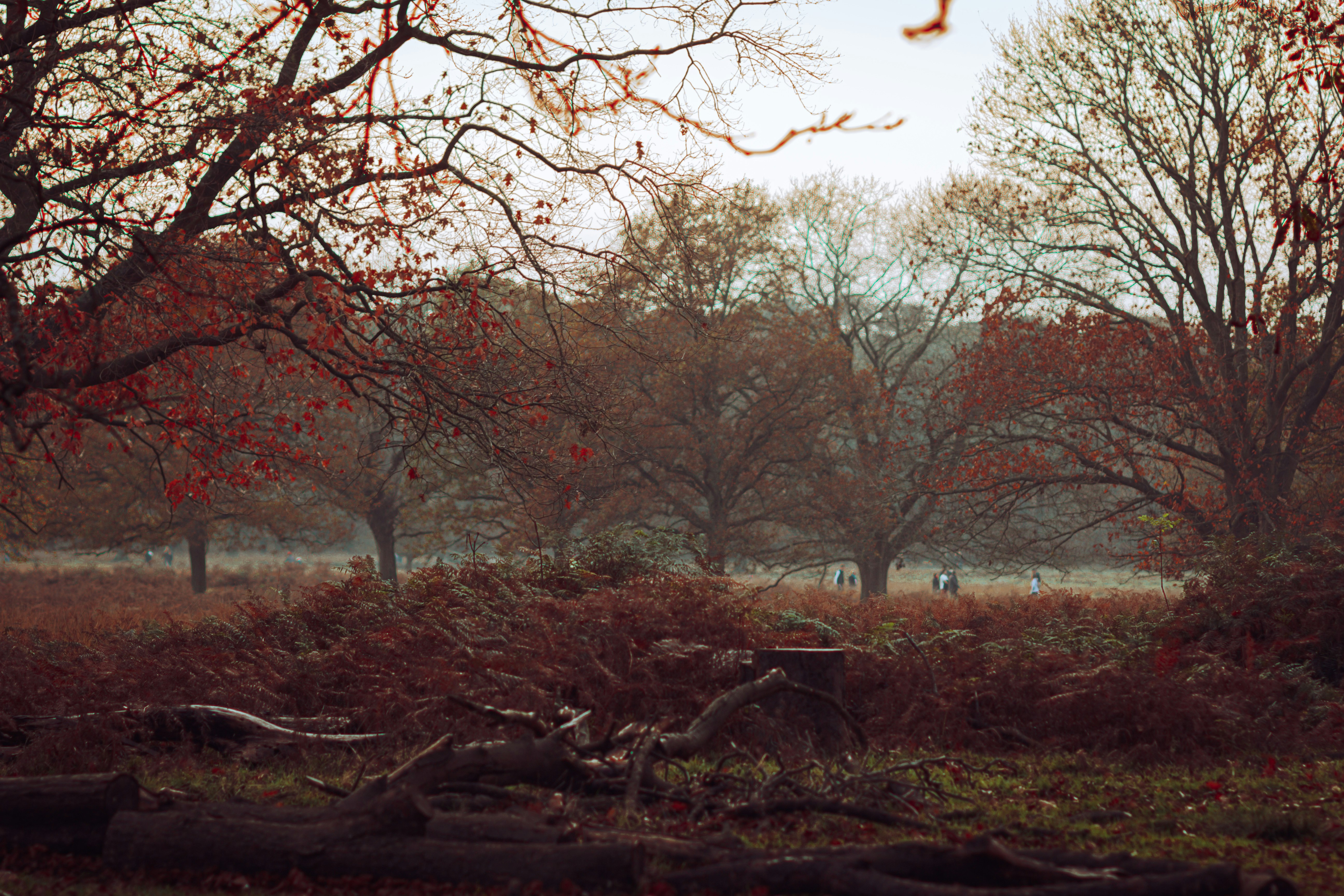 Photo by gingerbudgie