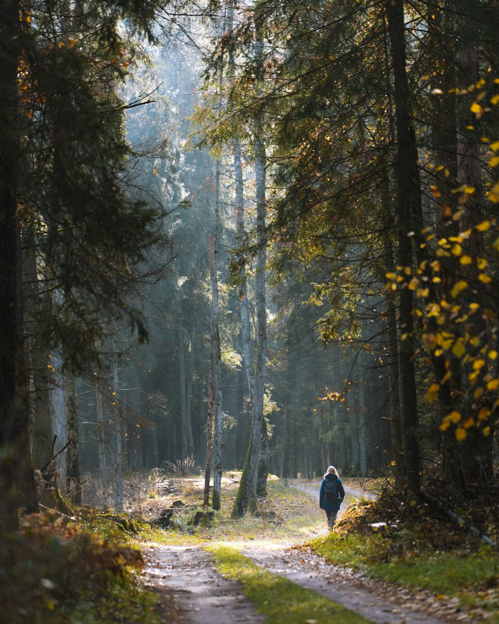 Person in schwarzer Jacke, die tagsüber im Wald spazieren geht