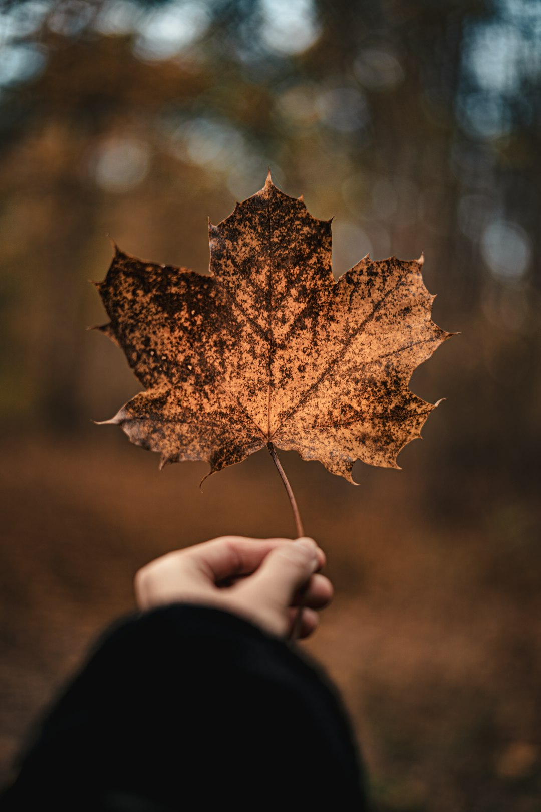 person holding brown maple leaf