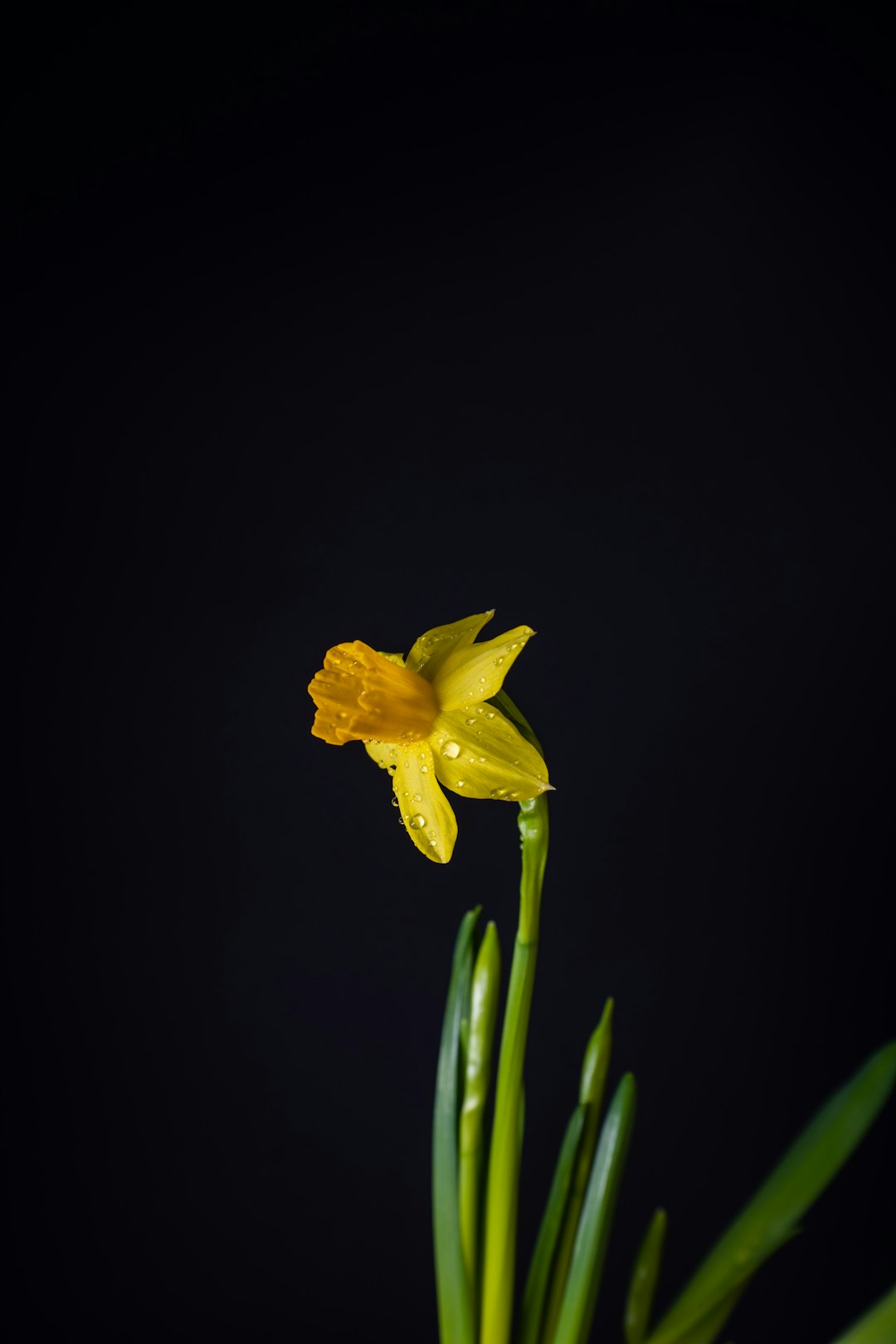 yellow flower in black background