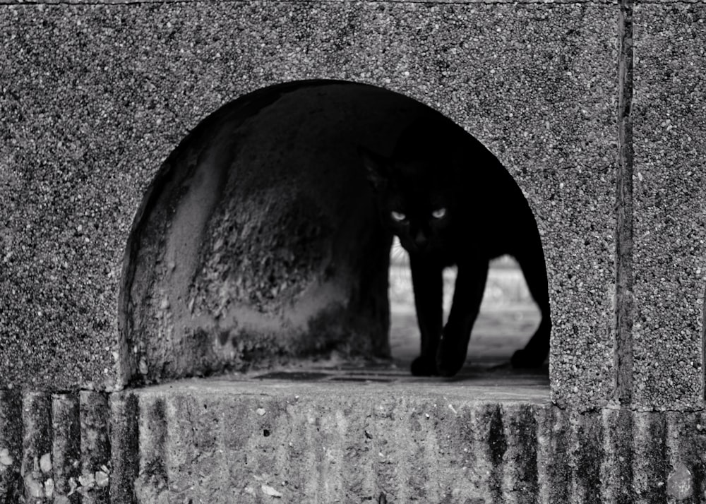 black cat on gray concrete wall