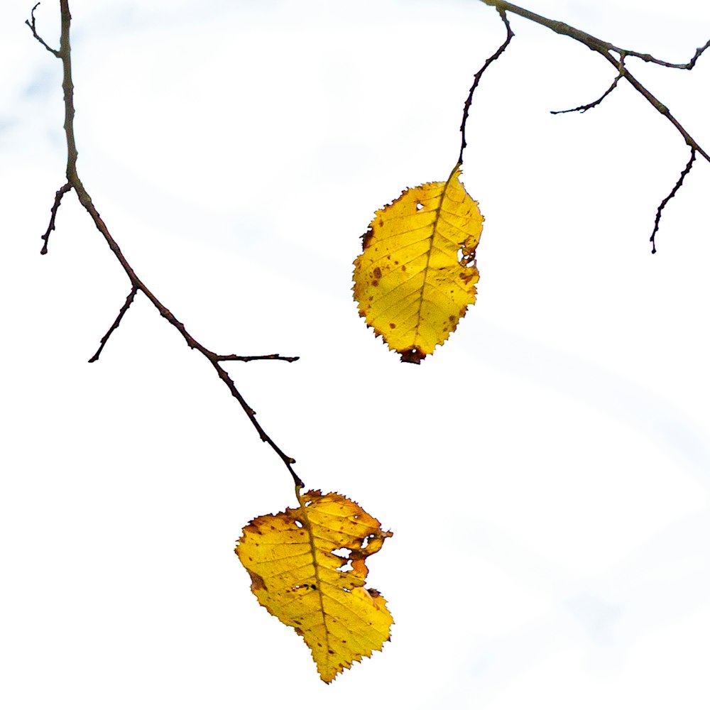 hojas amarillas en la rama de un árbol