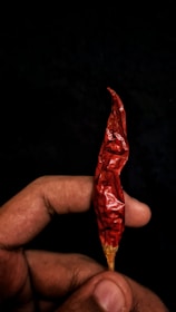 A close-up view of a hand holding a dried red chili pepper against a dark background. The pepper is wrinkled, indicating it is dehydrated, and the hand provides a sense of scale.