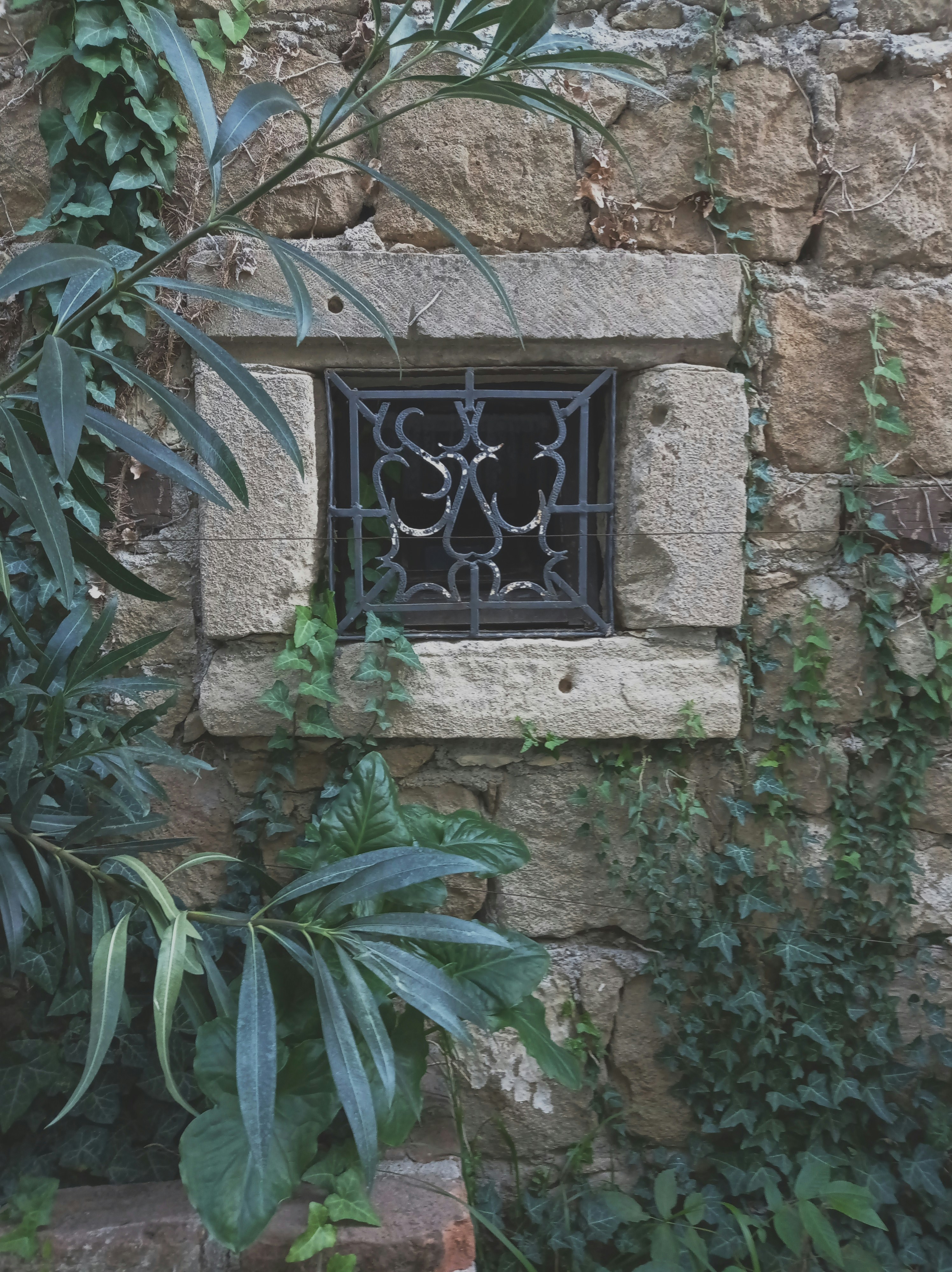 green leaf plant on window