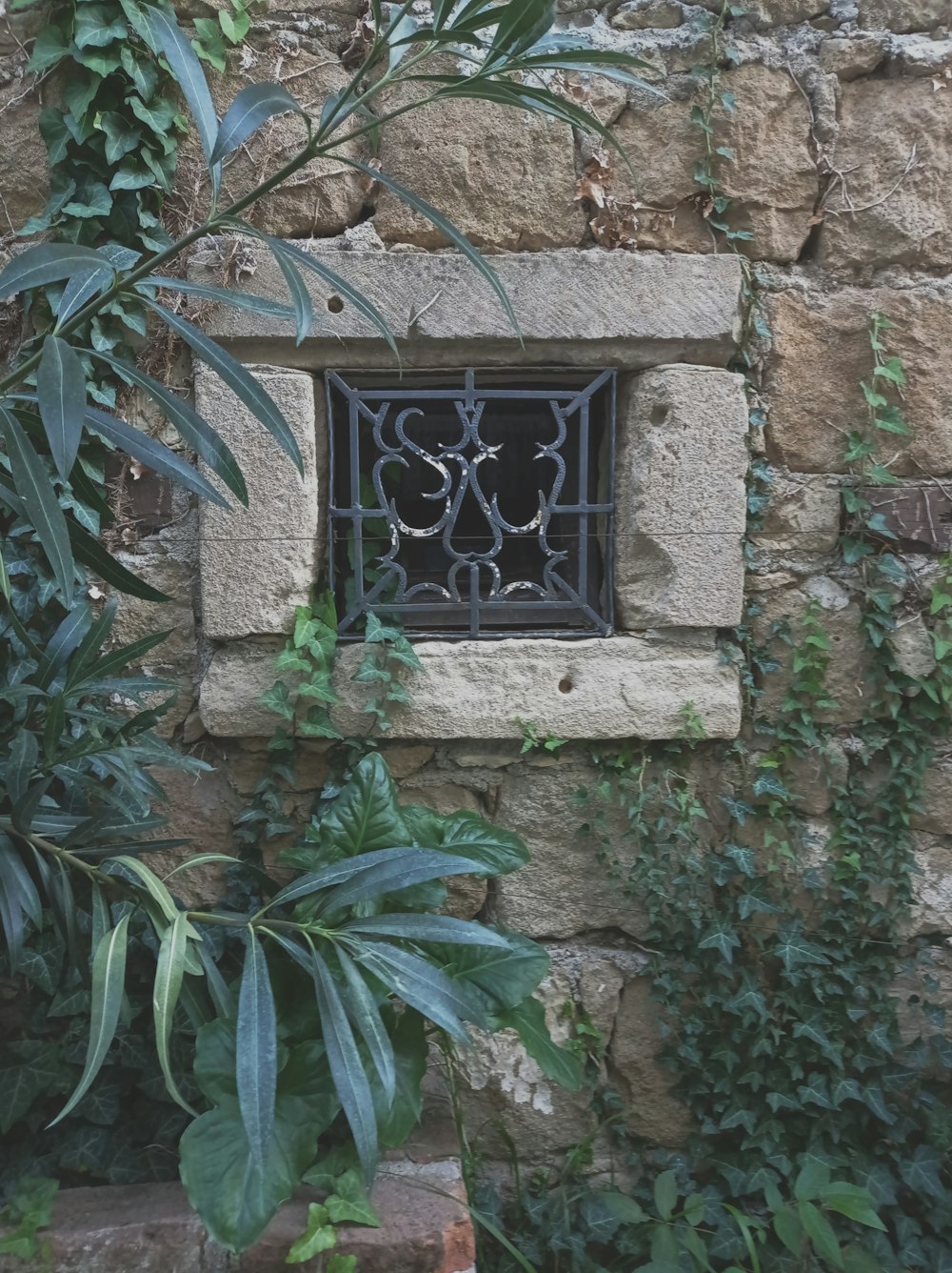 green leaf plant on window