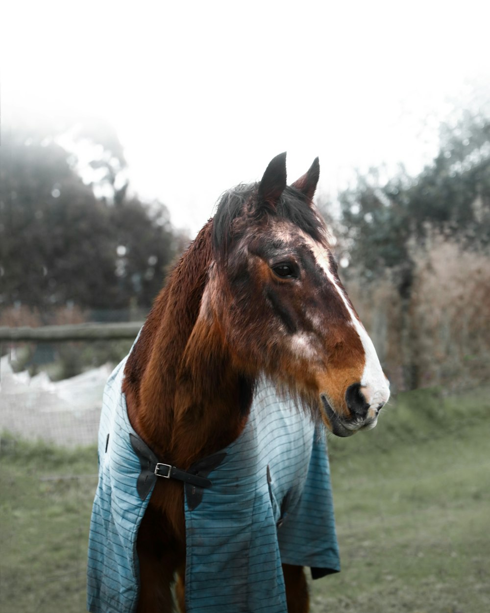 person in blue denim jeans standing beside brown horse during daytime