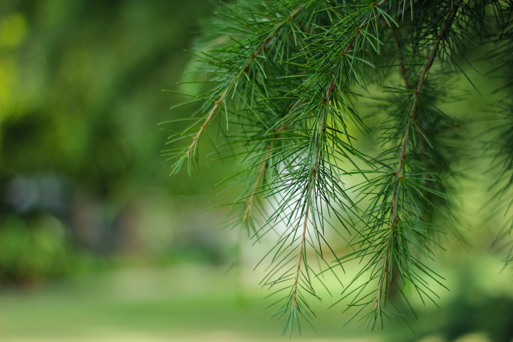 green pine tree in tilt shift lens