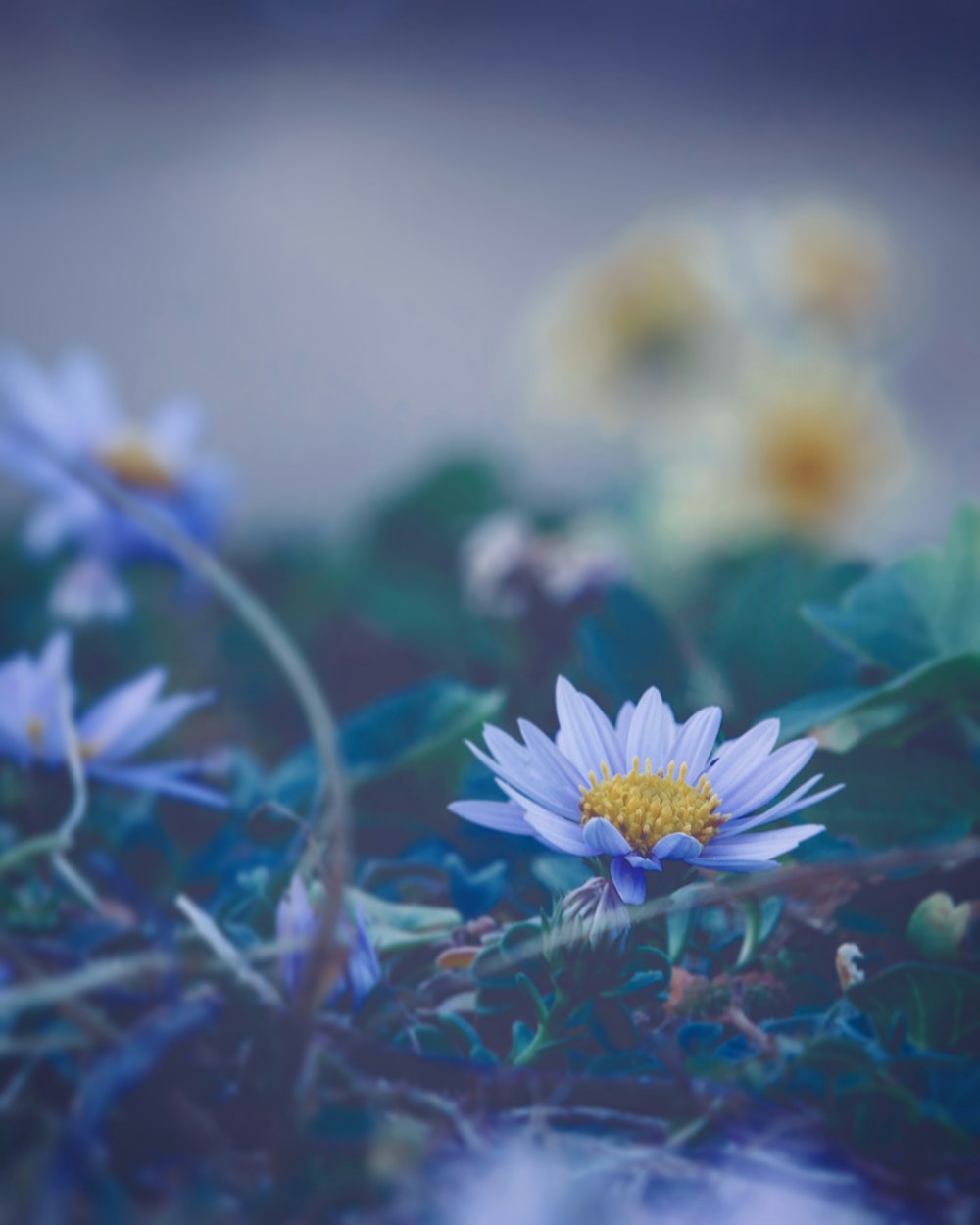 white and yellow daisy flower in bloom