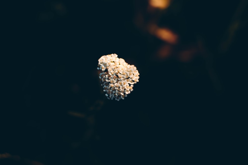 white flower in black background