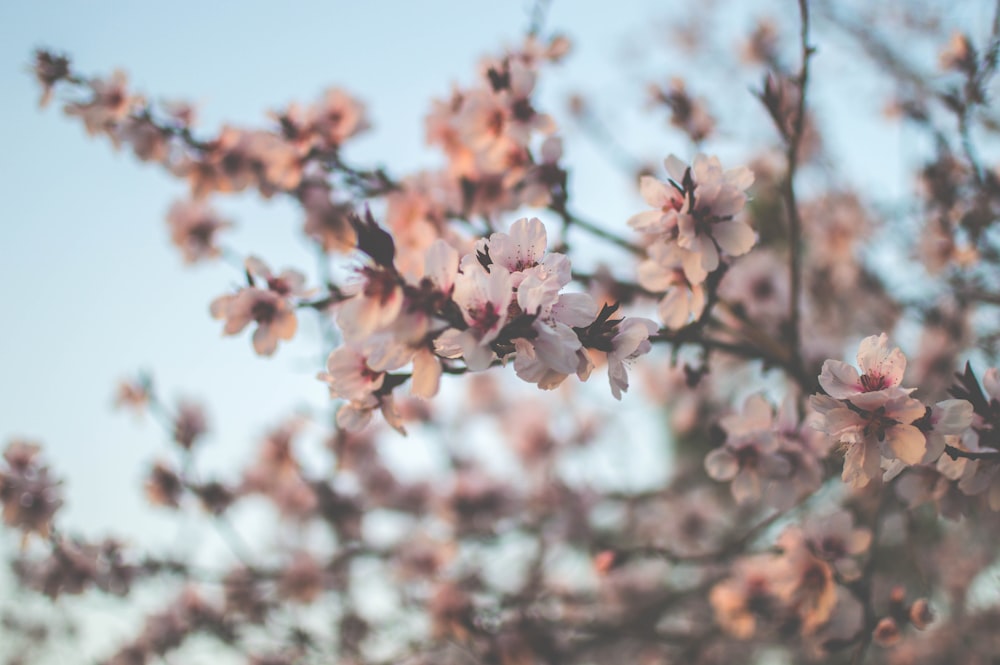 pink flower in tilt shift lens