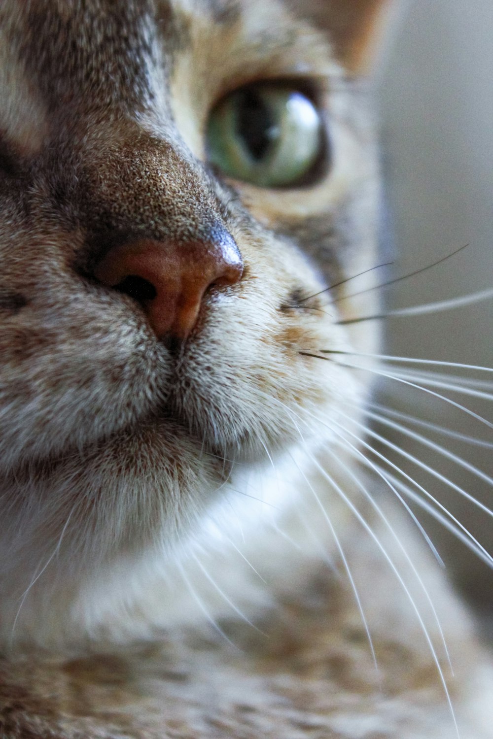 gato branco e cinzento com olhos alaranjados