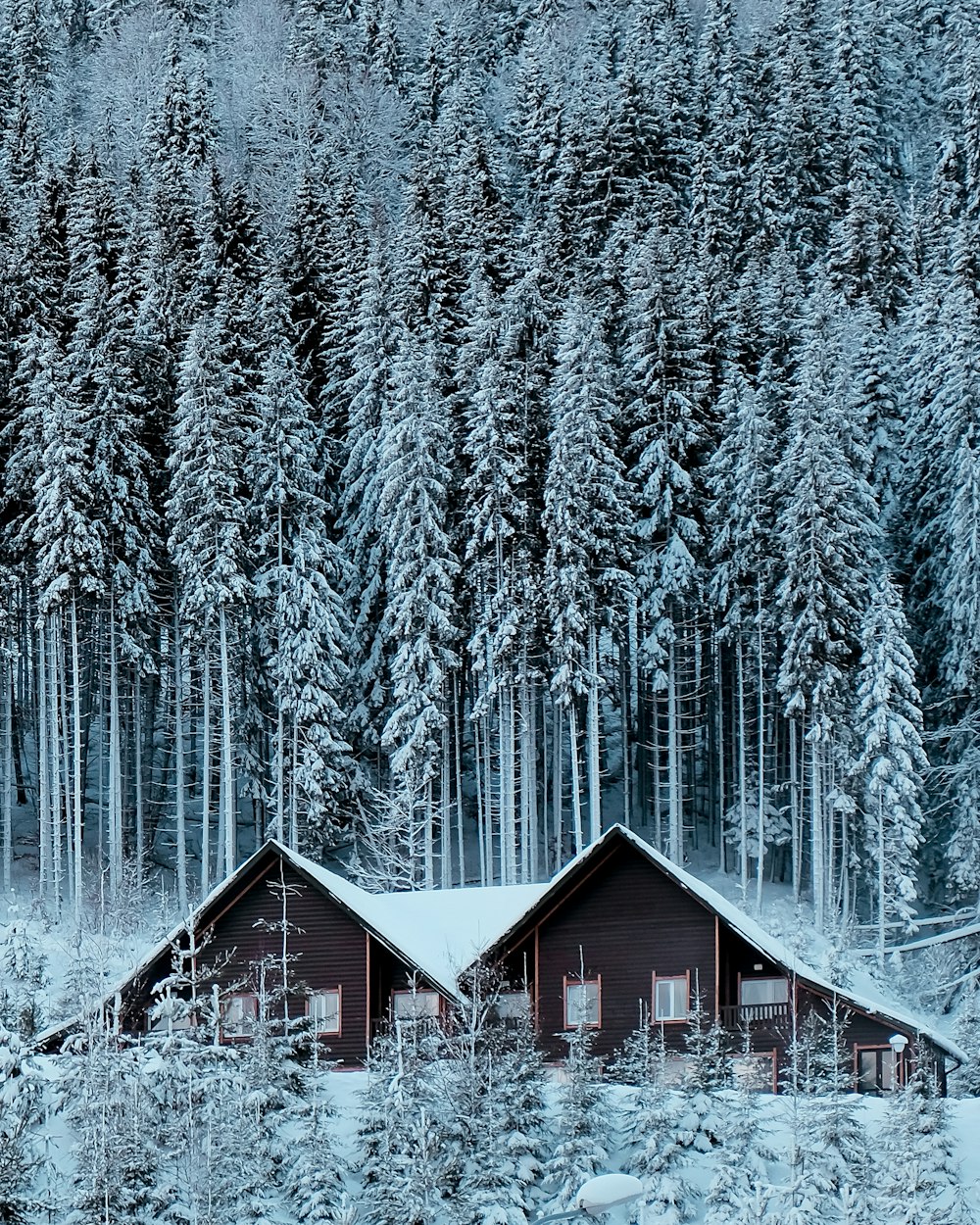 casa di legno marrone nel mezzo della foresta