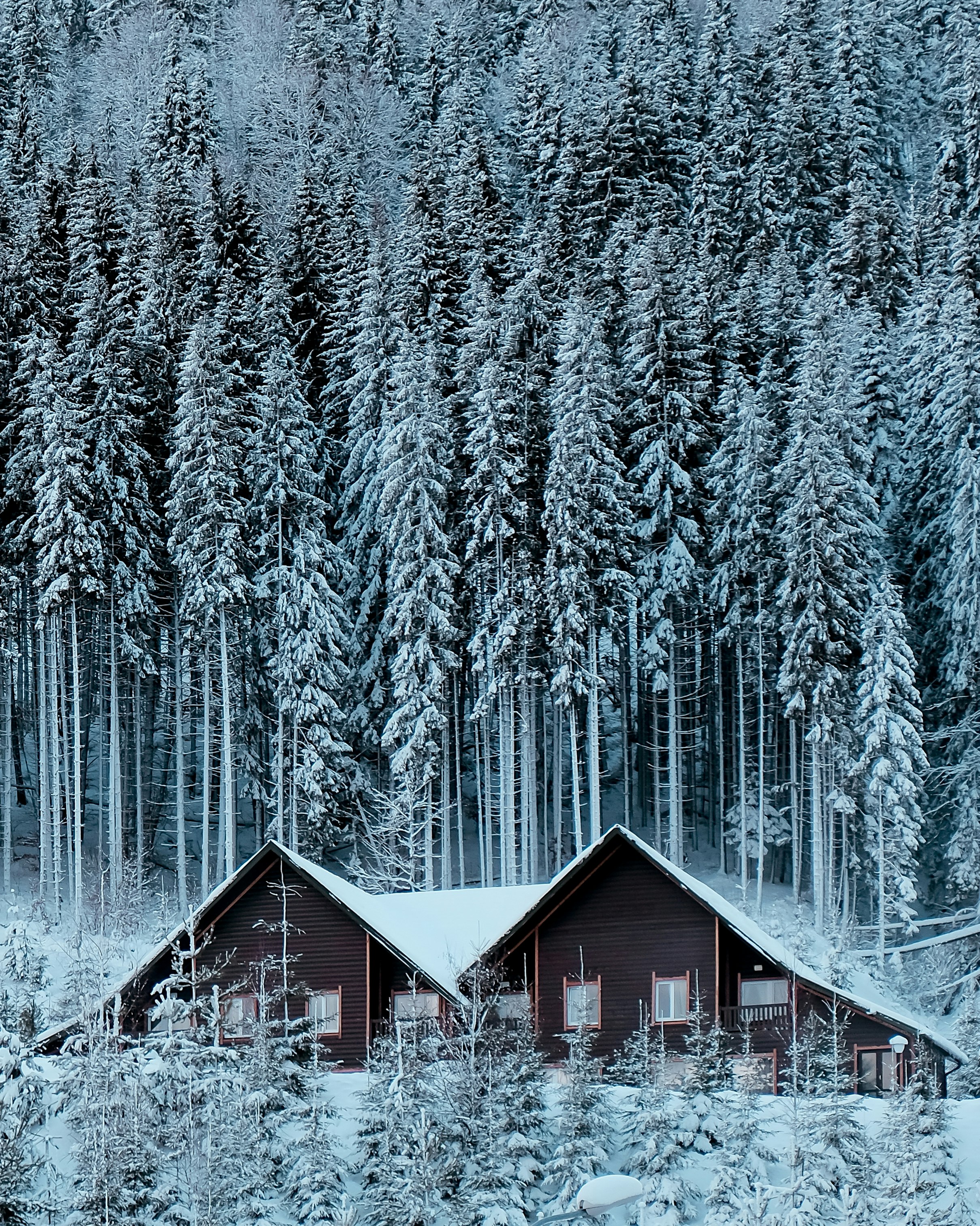 brown wooden house in the middle of forest