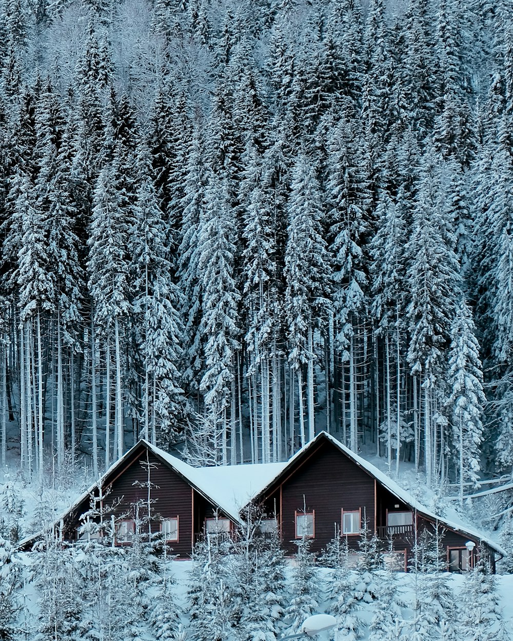 brown wooden house in the middle of forest