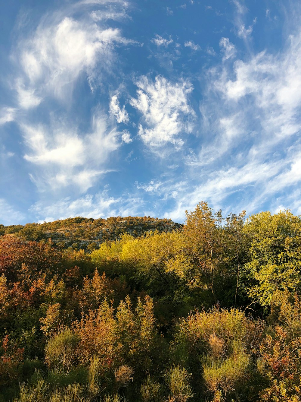 alberi verdi sotto il cielo blu e nuvole bianche durante il giorno