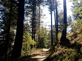 A sunlit forest path winds through tall, dense trees, with sunlight filtering through the branches and casting dappled patterns on the ground. The scene is rich with greenery, with various shades of leaves and undergrowth, giving a fresh and natural feel.